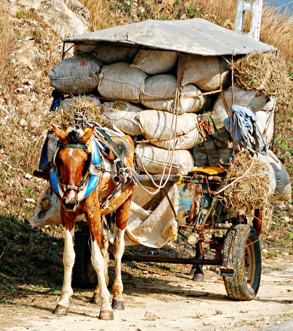 Petit cheval durement chargé