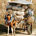 Petit cheval durement chargé