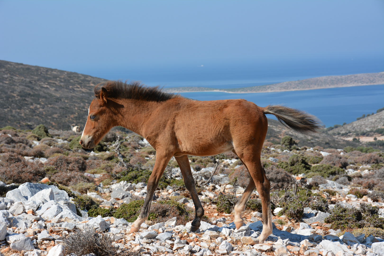 Petit cheval sauvage de Skyros