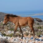 Petit cheval sauvage de Skyros