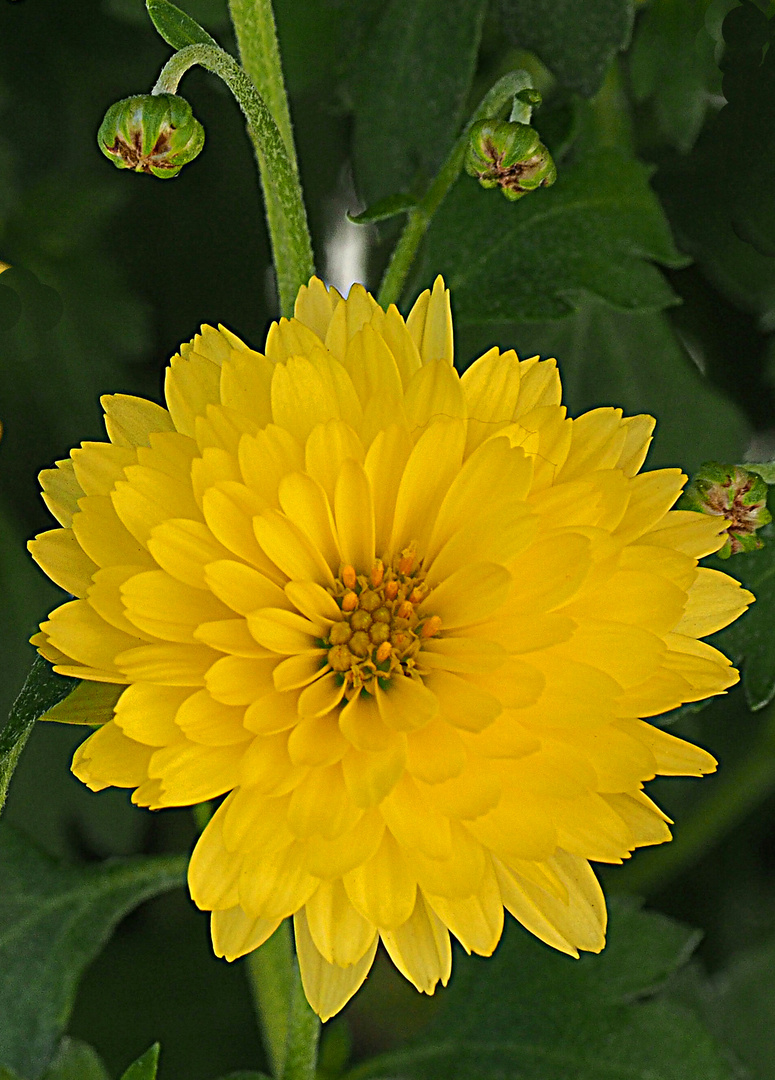 Petit chrysanthème jaune multifleur