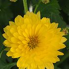 Petit chrysanthème jaune multifleur