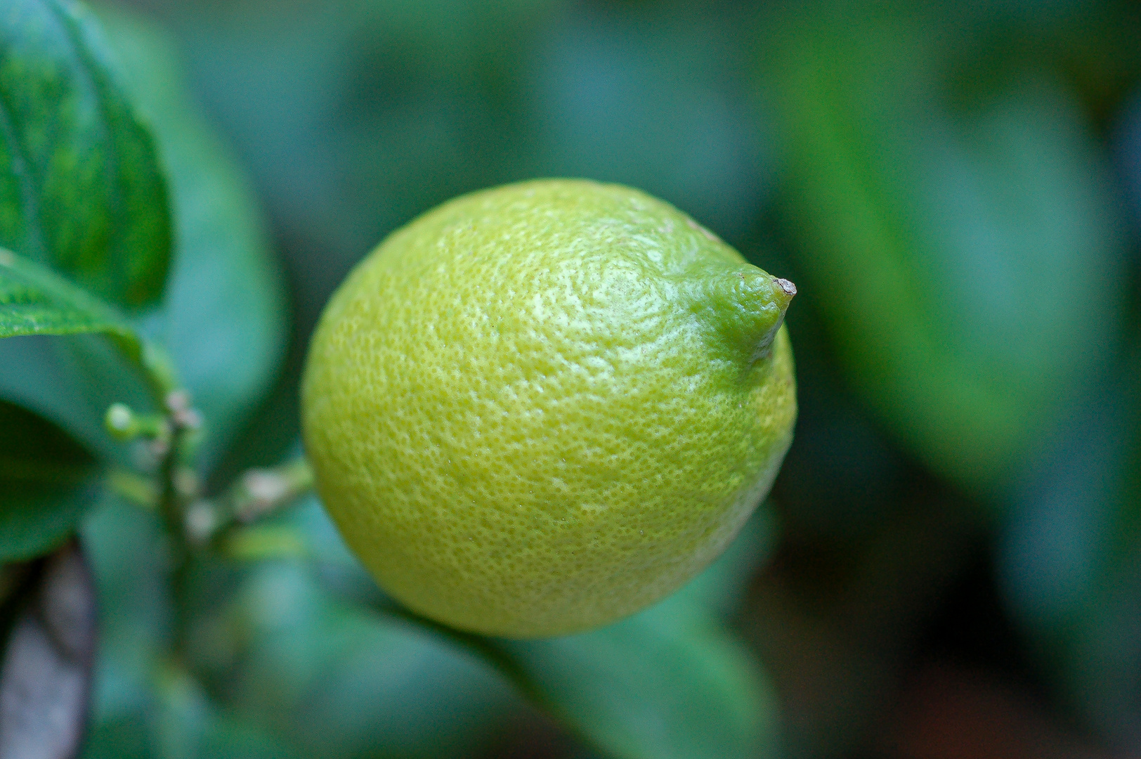 Petit citron