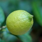 Petit citron