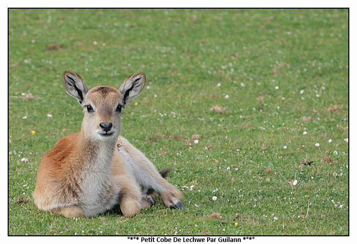 Petit Cobe de Lechwe