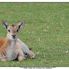 Petit Cobe de Lechwe