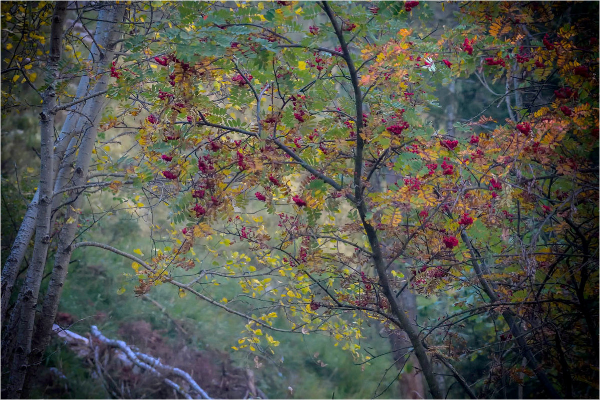 petit coin d'automne