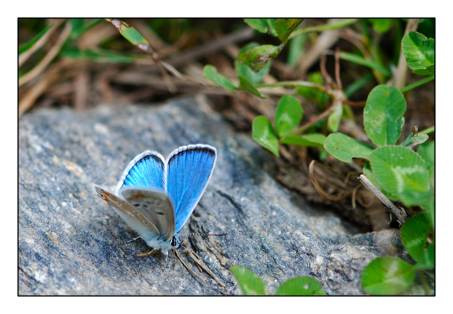 PETIT COIN D'AZUR