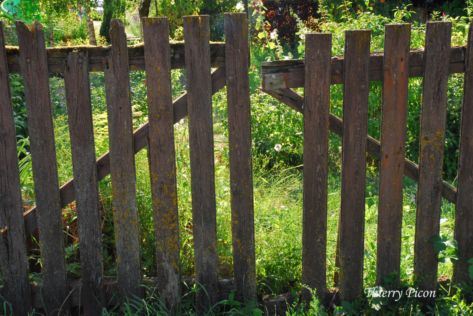 Petit coin de verdure en juillet