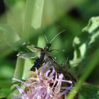 Petit coléoptère surpris à l'envol