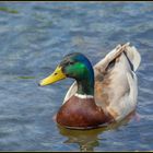 Petit Colvert