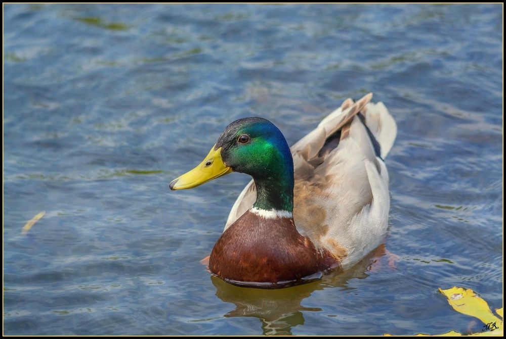 Petit Colvert