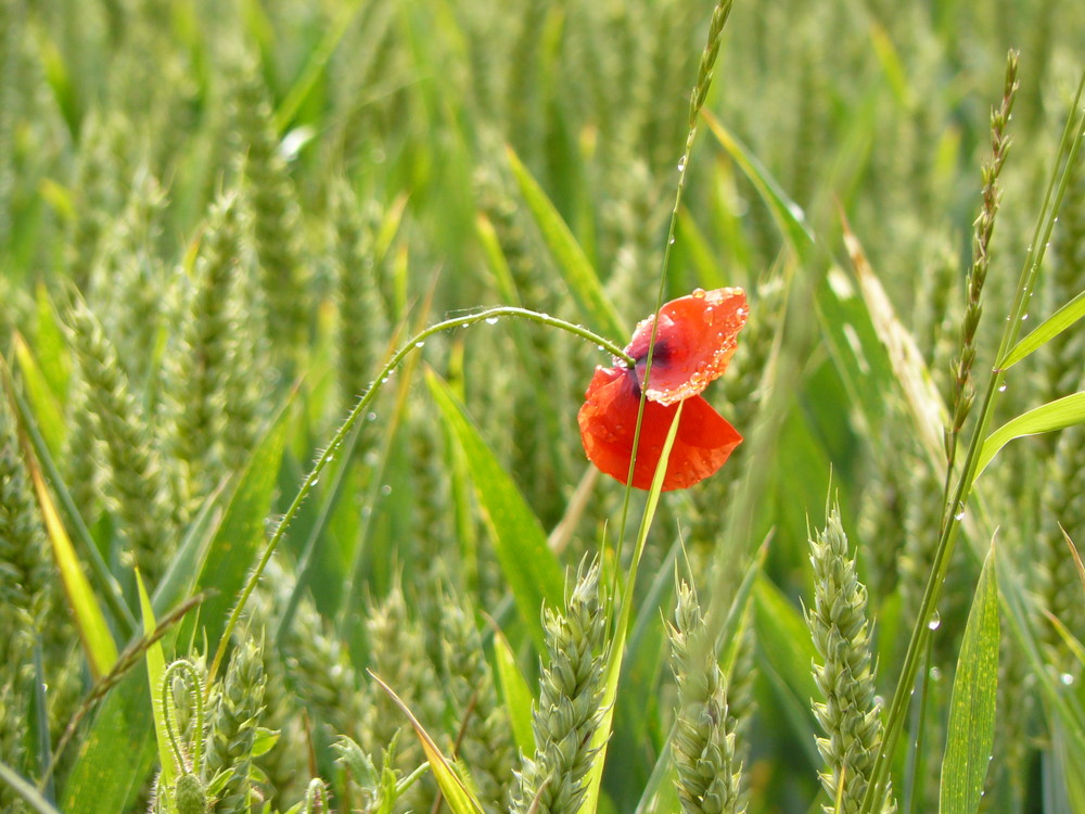 petit coquelicot