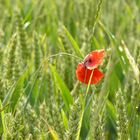 petit coquelicot