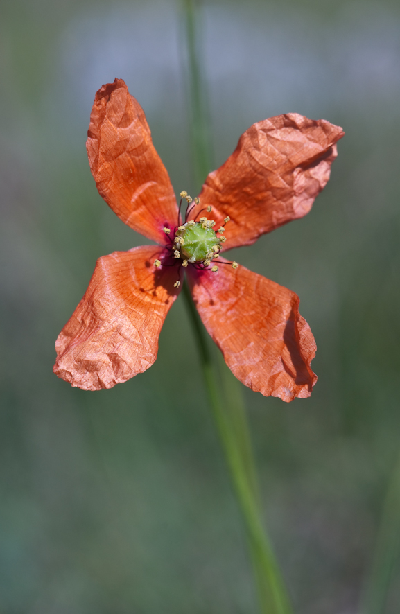 Petit Coquelicot