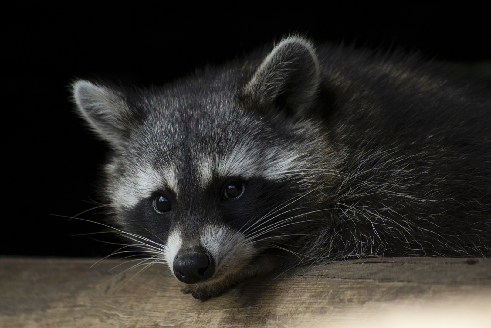 Petit coquin masqué (Procyon lotor, raton laveur)