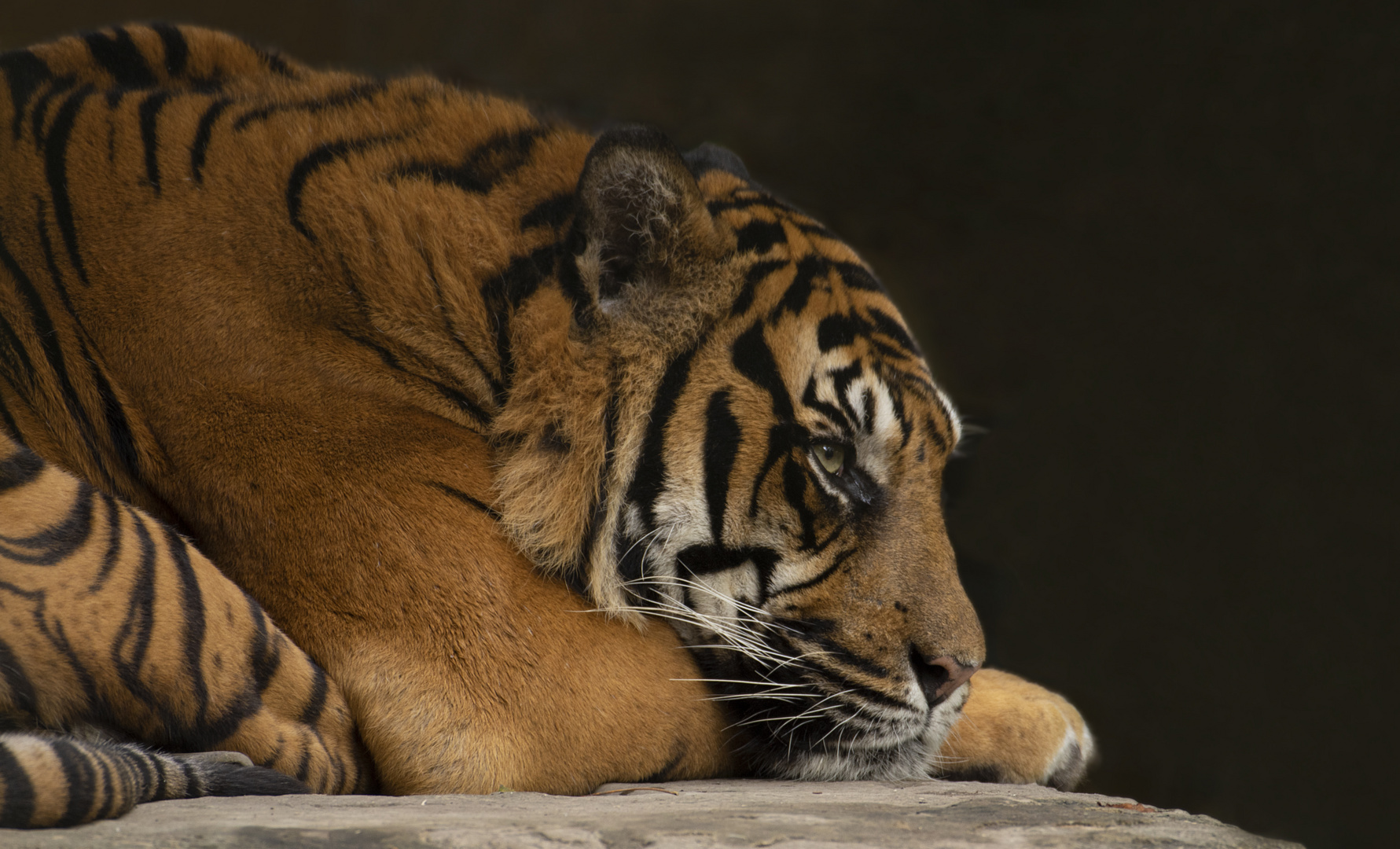Petit coup de mou ! (Panthera tigris sumatrae, tigre de Sumatra)