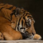 Petit coup de mou ! (Panthera tigris sumatrae, tigre de Sumatra)