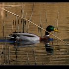 " Petit coup de soleil pour réchauffer ce canard "