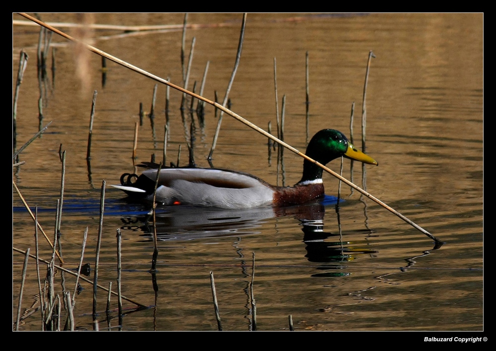 " Petit coup de soleil pour réchauffer ce canard "