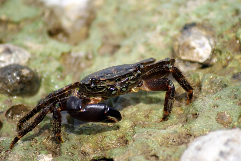 Petit crabe appelé étrille