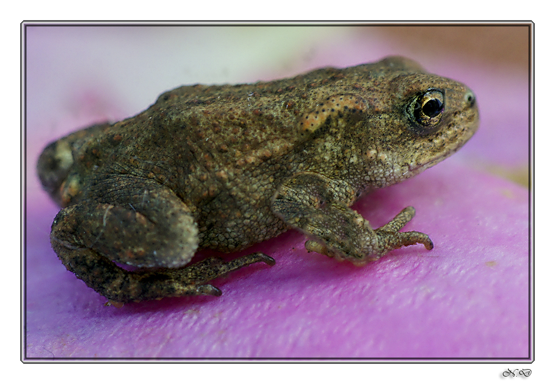 Petit crapaud de 2 cm