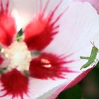 petit criquet dans fleur d'hibiscus