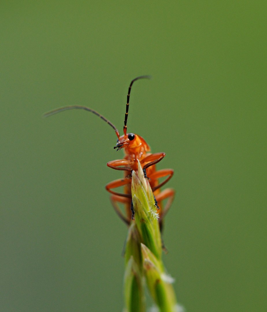 petit curieux!