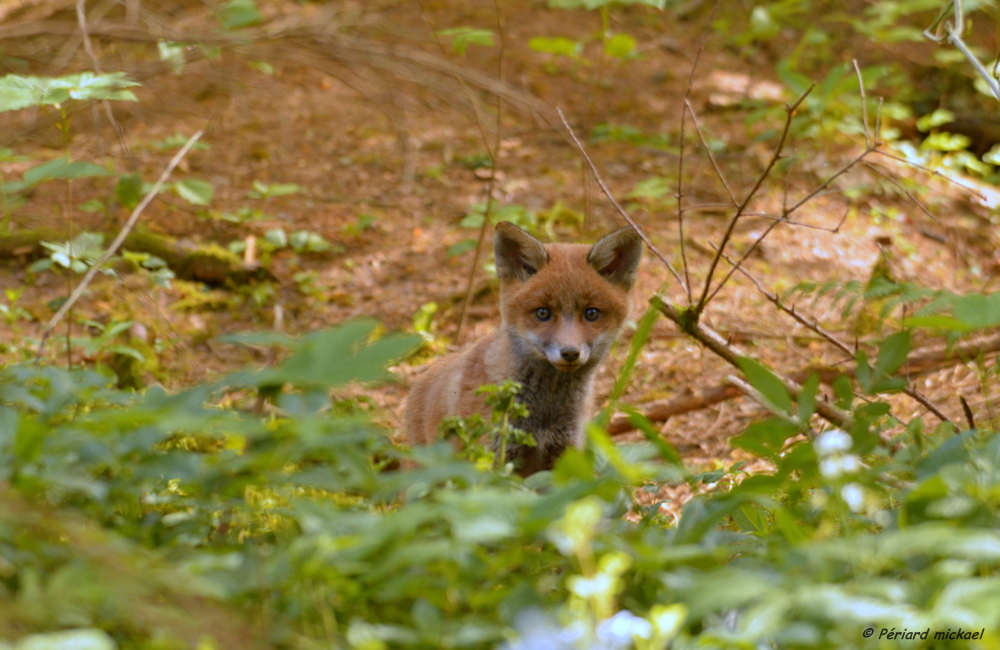 Petit curieux