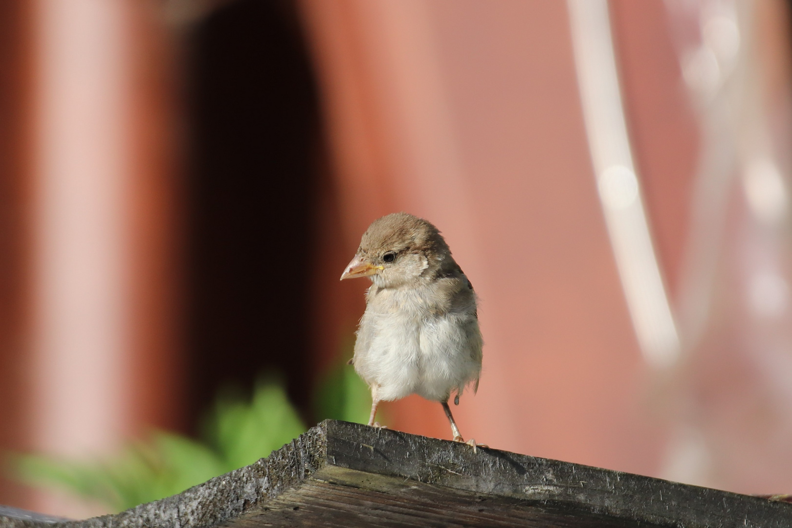 Petit curieux