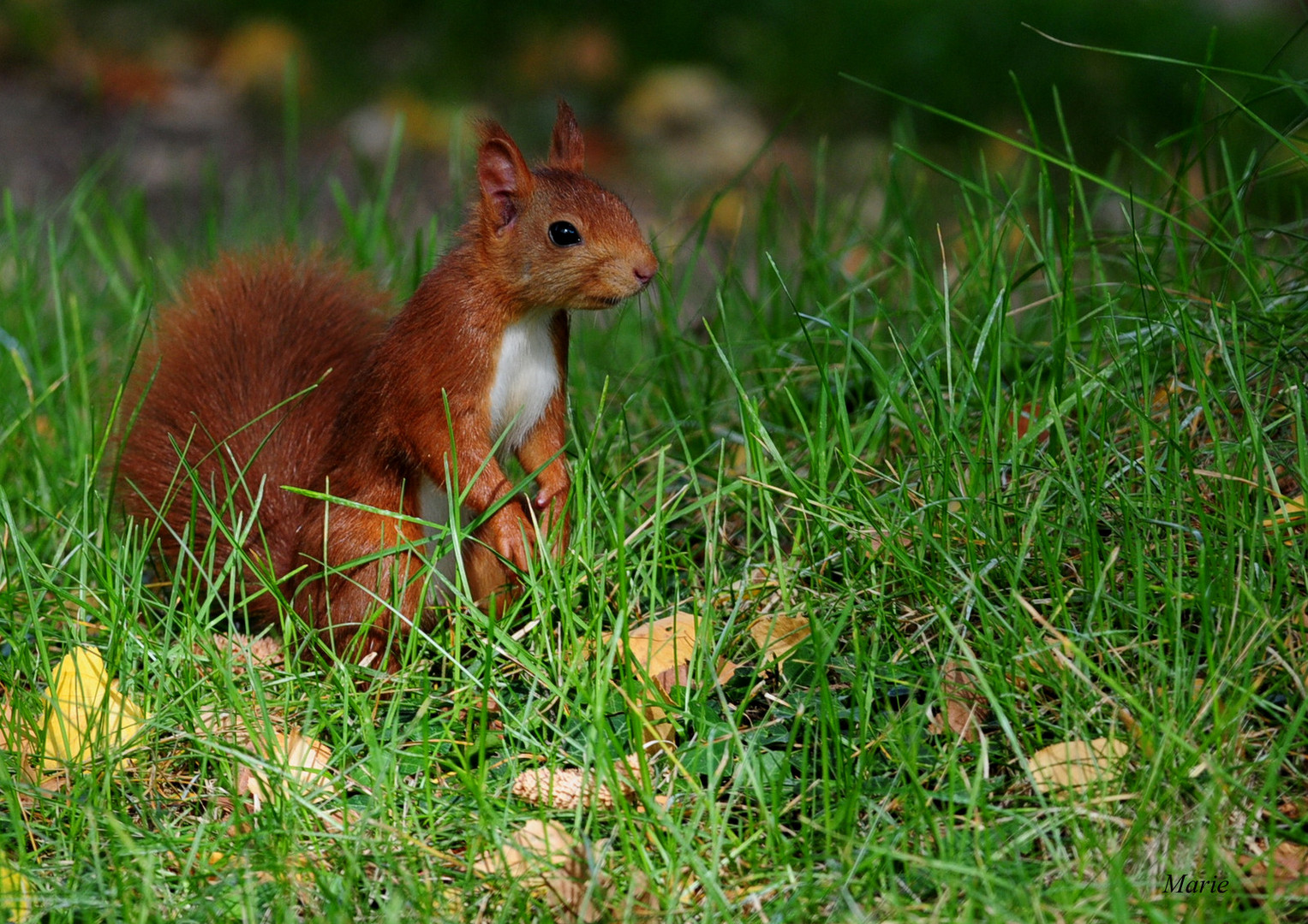 Petit curieux du matin....