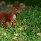 Petit curieux du matin....