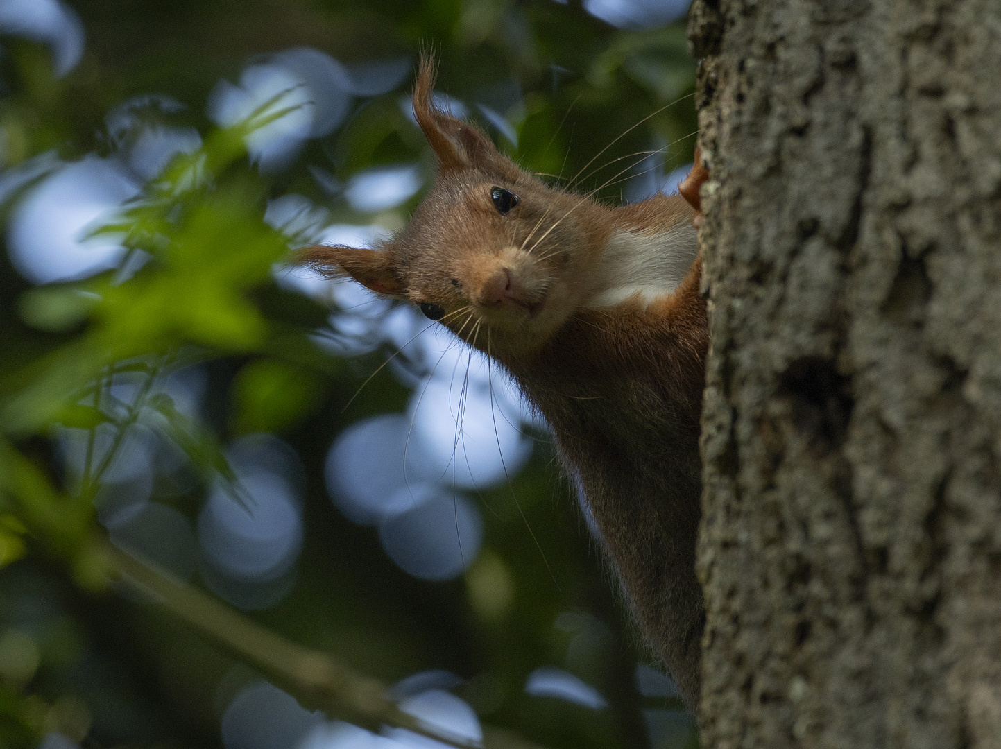 Petit curieux (Sciurus vulgaris, écureuil roux)