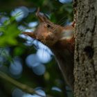 Petit curieux (Sciurus vulgaris, écureuil roux)