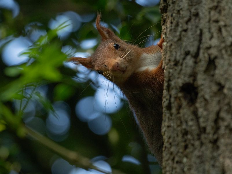 Petit curieux (Sciurus vulgaris, écureuil roux)