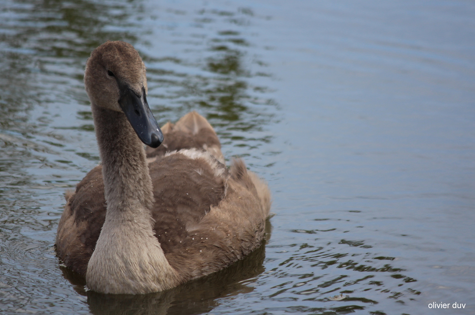 petit cygne gris