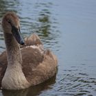 petit cygne gris