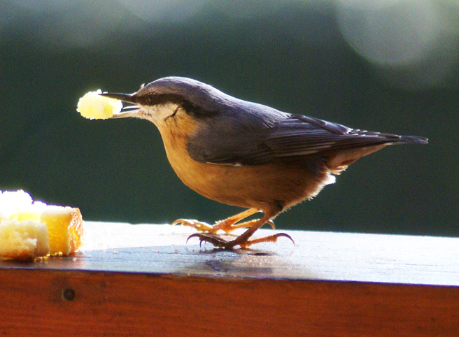 Petit dejeuner