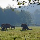 Petit déjeuner dans un pré non loin de la Charente