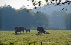 Petit déjeuner dans un pré non loin de la Charente