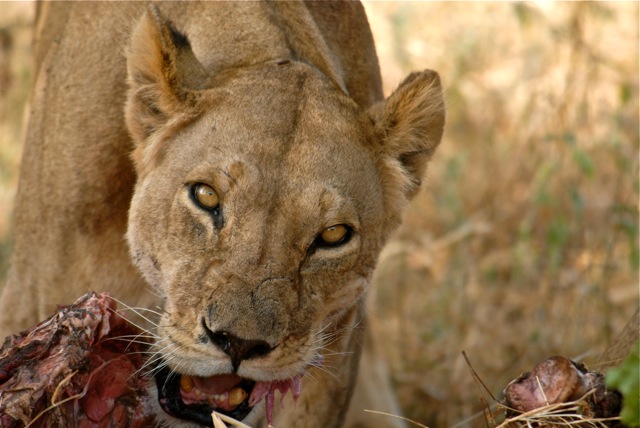 petit déjeuner de lionne