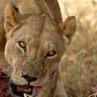 petit déjeuner de lionne