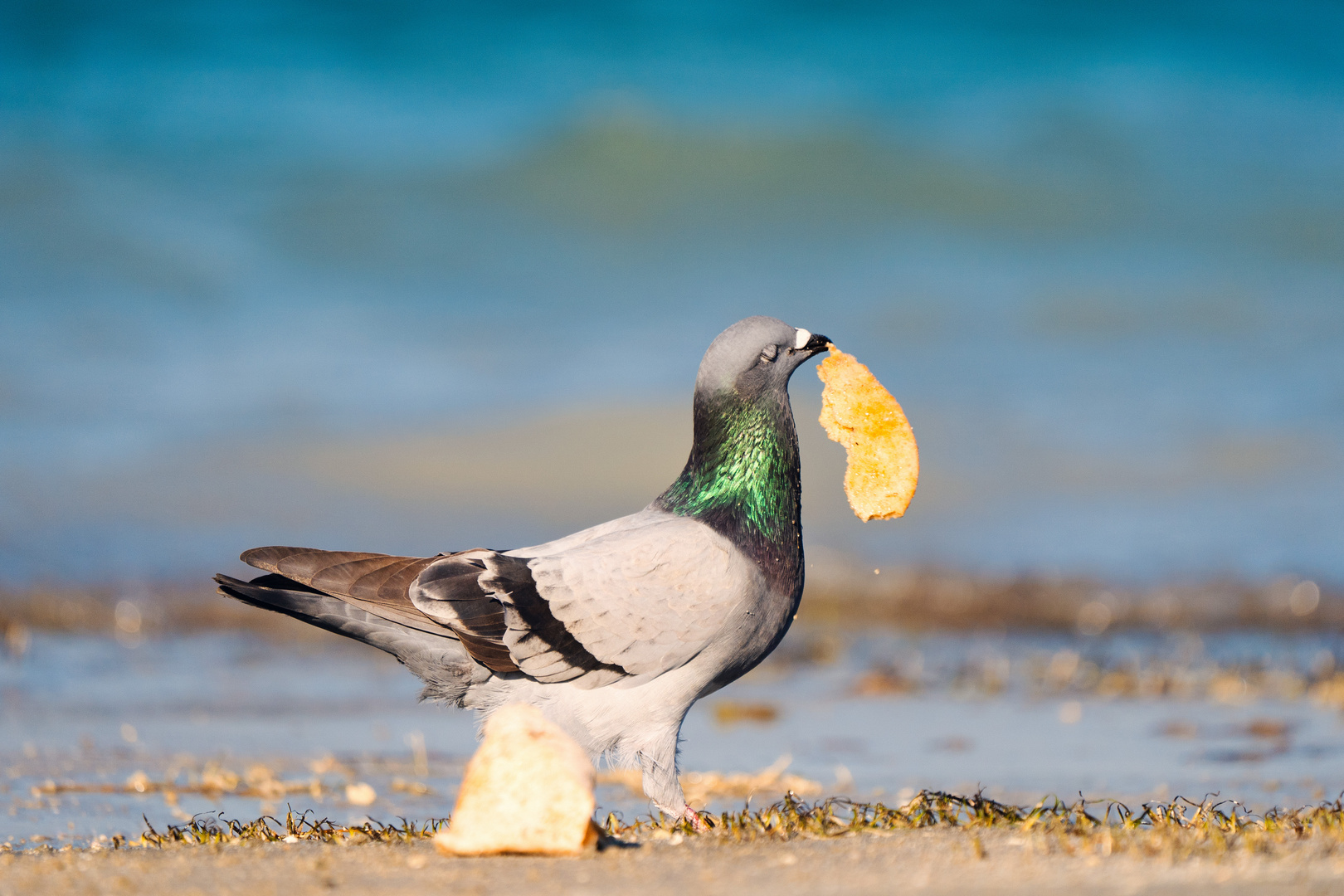 Petit déjeuner