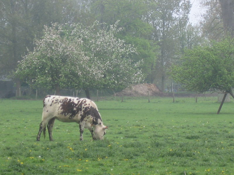 Petit déjeuner normand