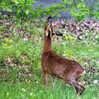 PETIT DEJEUNER SUR L'HERBE