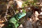 Petit dragon qui lézarde au soleil 2 von clochette 