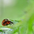 petit ébat amoureux de coccinelles