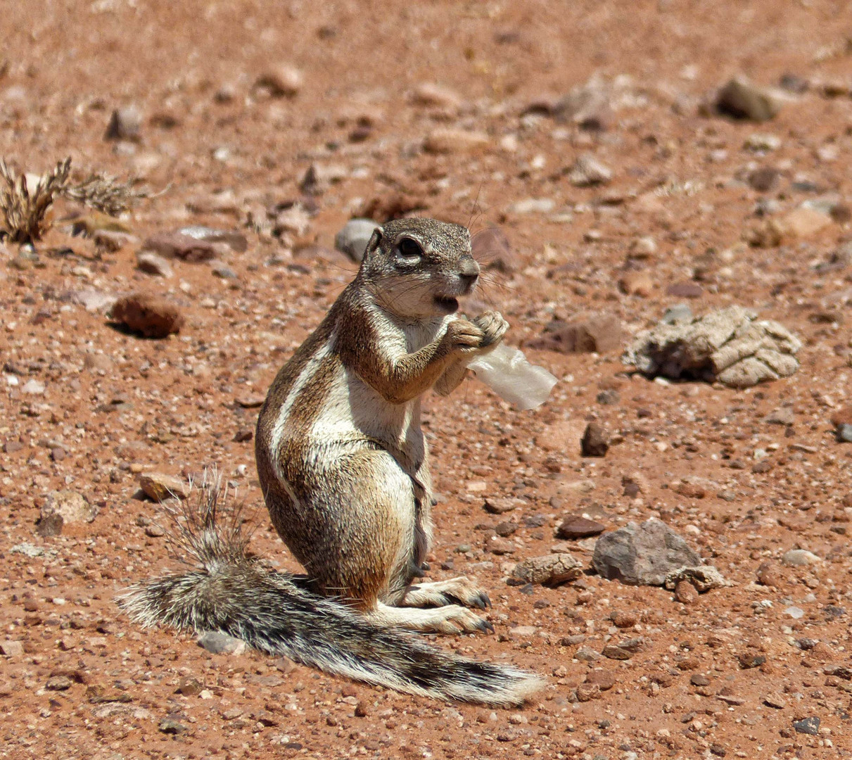 Petit écureuil en Namibie Xerus inauris