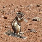 Petit écureuil en Namibie Xerus inauris