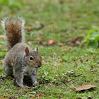 Petit écureuil londonien
